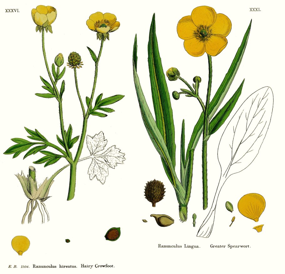 Лютик семейство