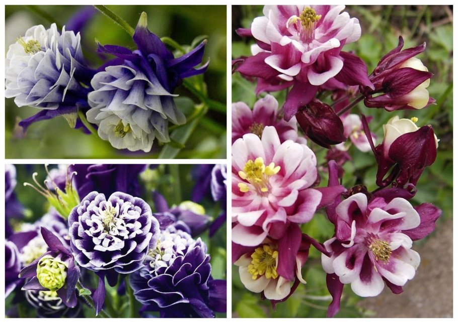 Многолетники травянистые Аквилегия