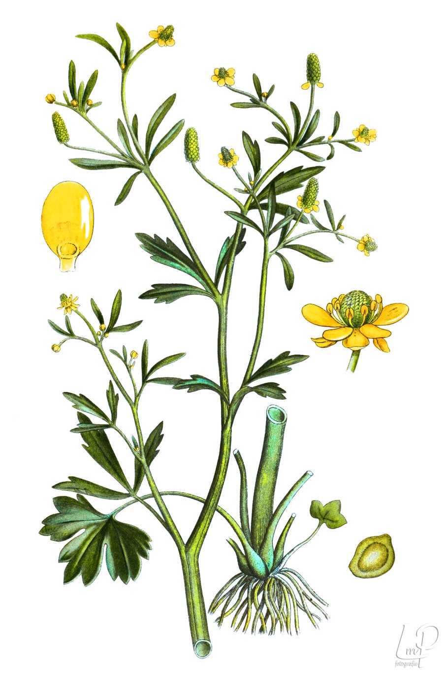 Лютик кашубский