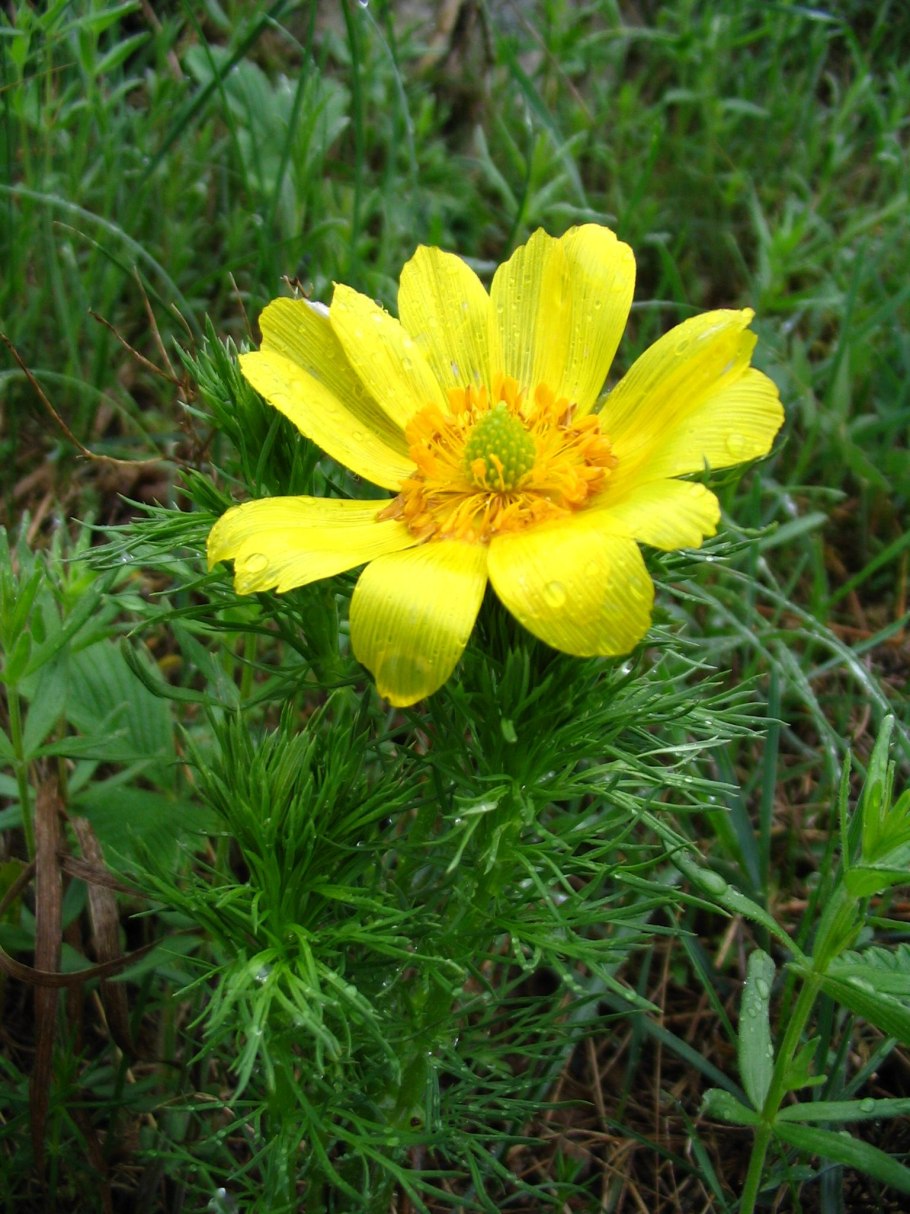Купальница европейская (Trollius europaeus)