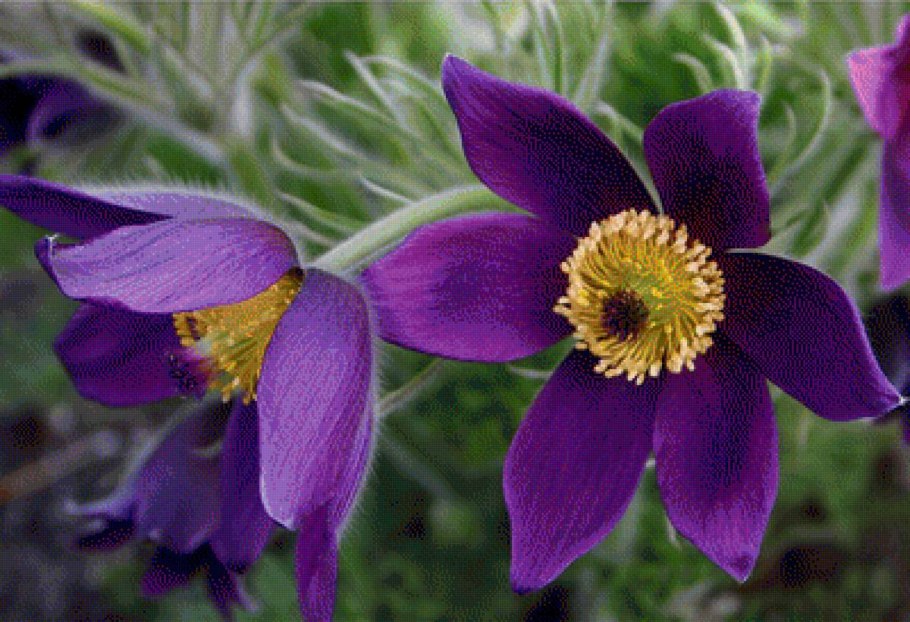 Прострел обыкновенный bells violet