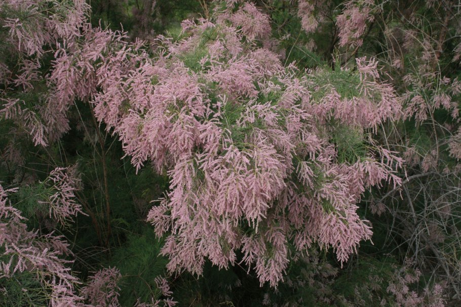 Котовник мелкоцветковый