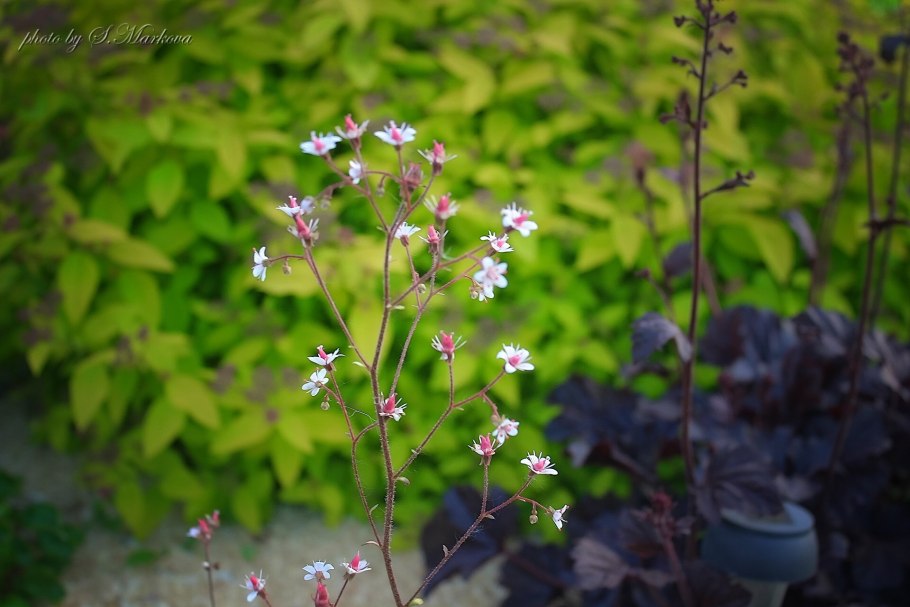 Орхидеи Кавказского заповедника