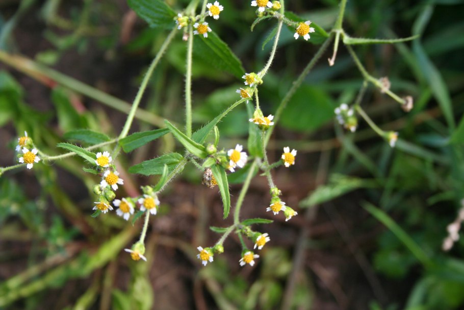 Тамарикс мелкоцветковый куст