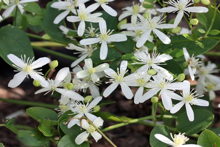 Тамарикс мелкоцветный