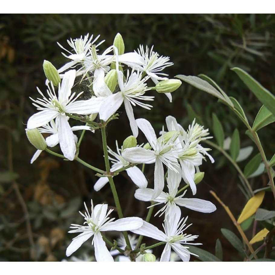 Череда мелкоцветковая