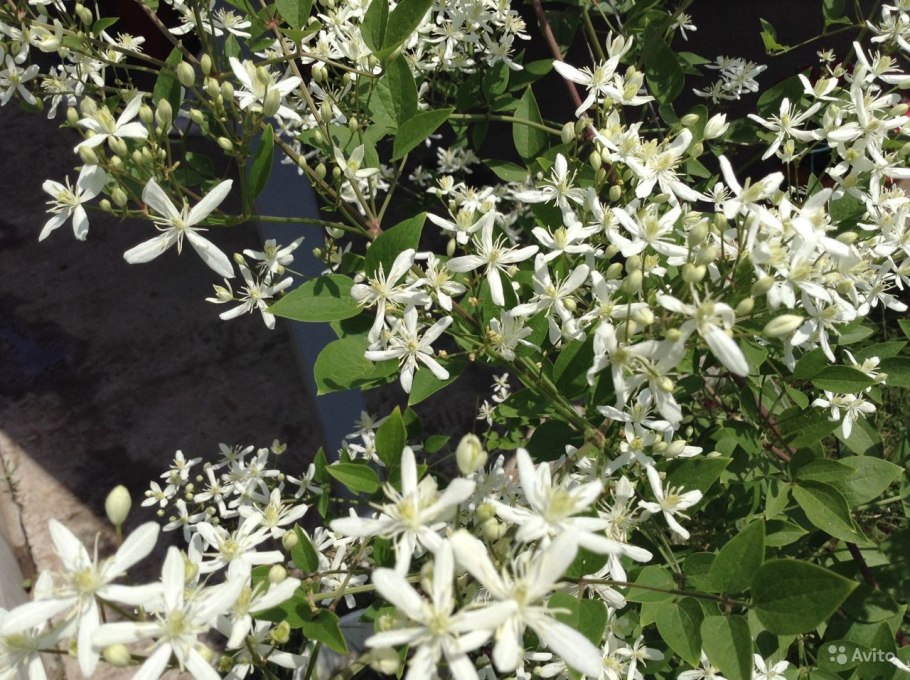 Клематис жгучий мелкоцветковый