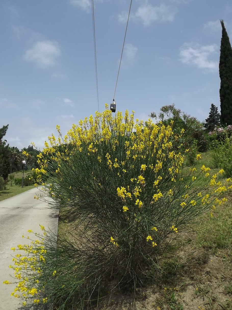 Метельник прутьевидный дрок