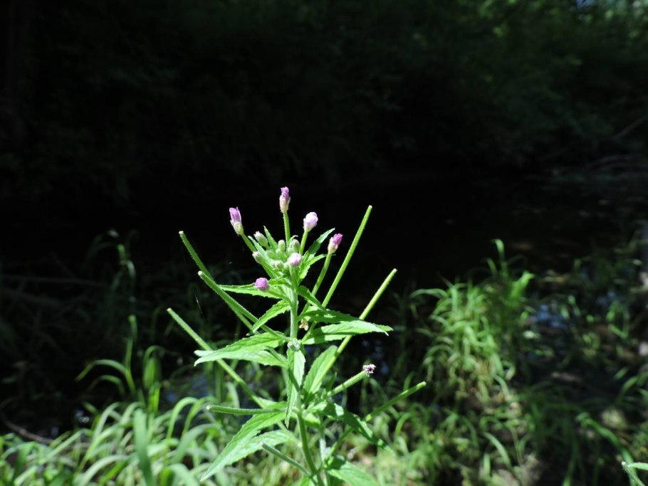 Онцидиум Орхидея мелкоцветковая