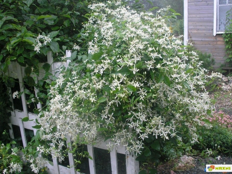 Клематис жгучий мелкоцветковый белый