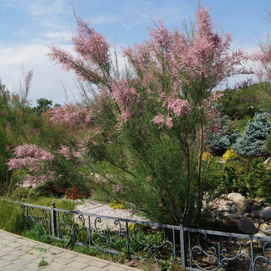 Кустарник Дрок Сицилия