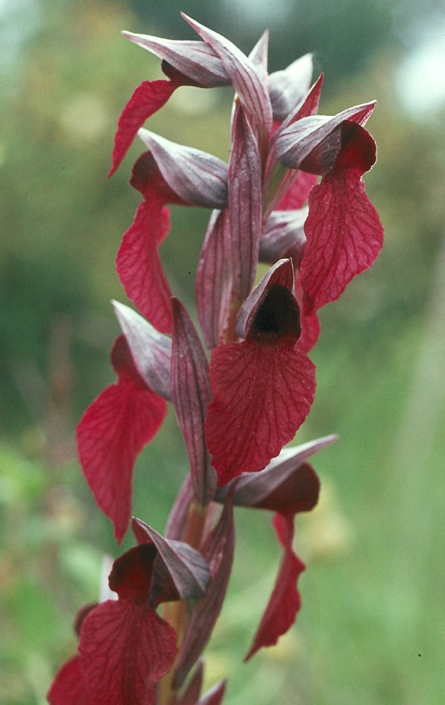 Serapias parviflora