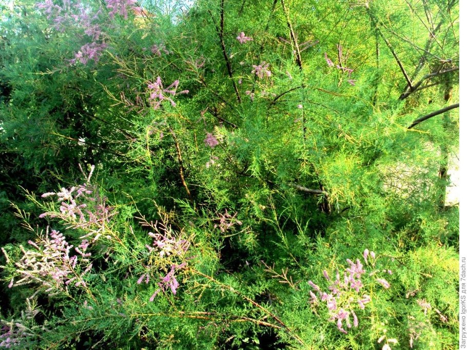 Тамариск кустарник