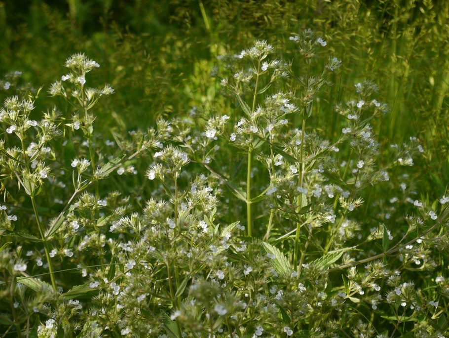 Пижма и душица