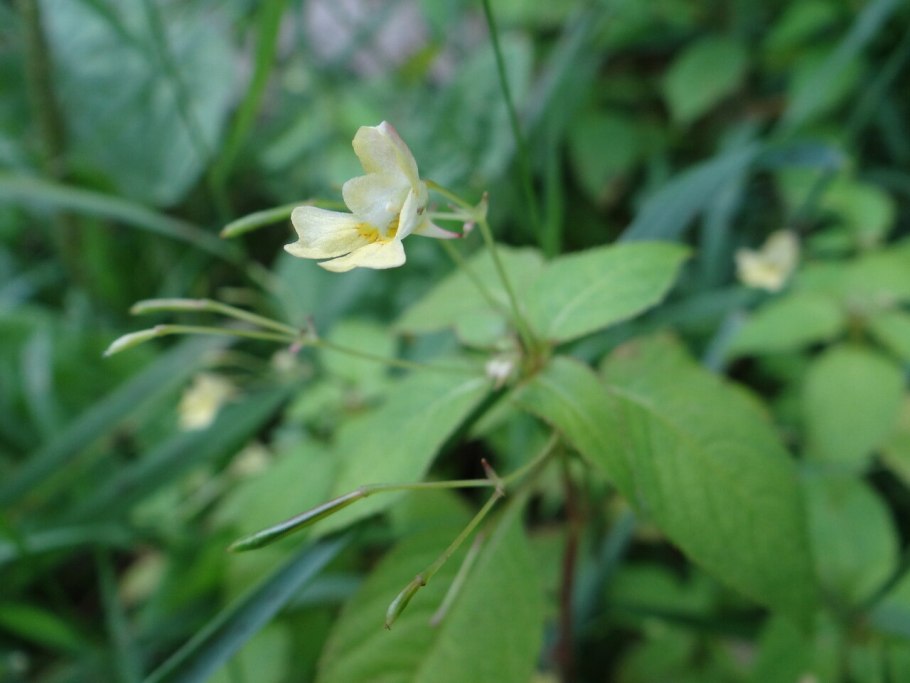 Impatiens parviflora