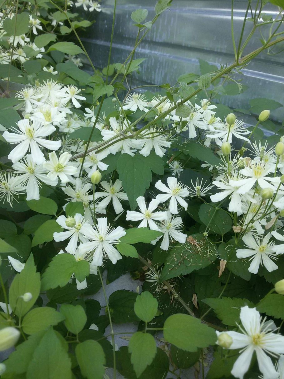 Клематис ломонос виноградолистный