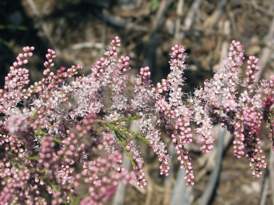 Дендрозерис мелкоцветковый dendroseris micrantha