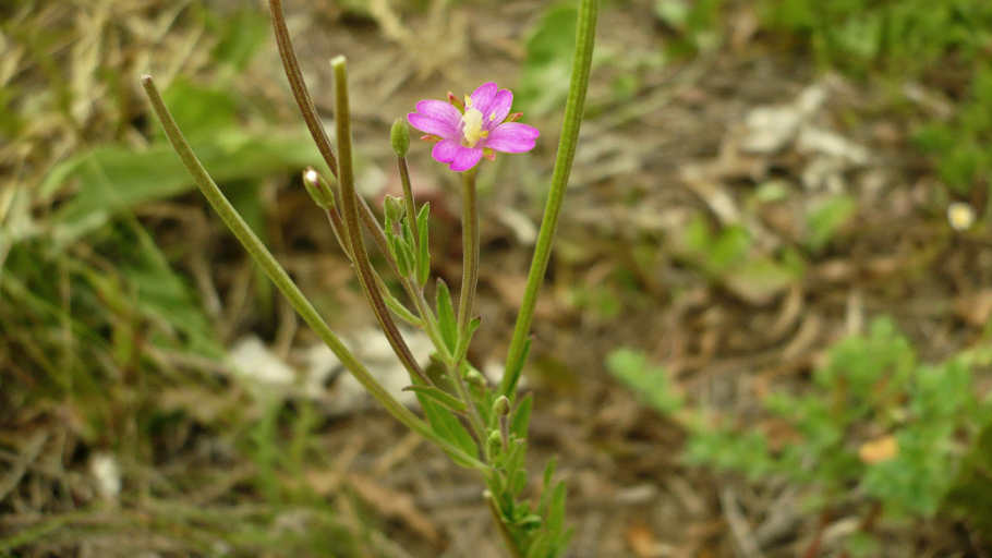 Кипрей мелкоцветковый
