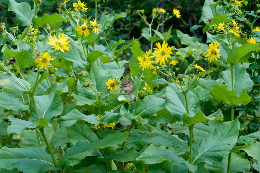 Сильфия пронзеннолистная