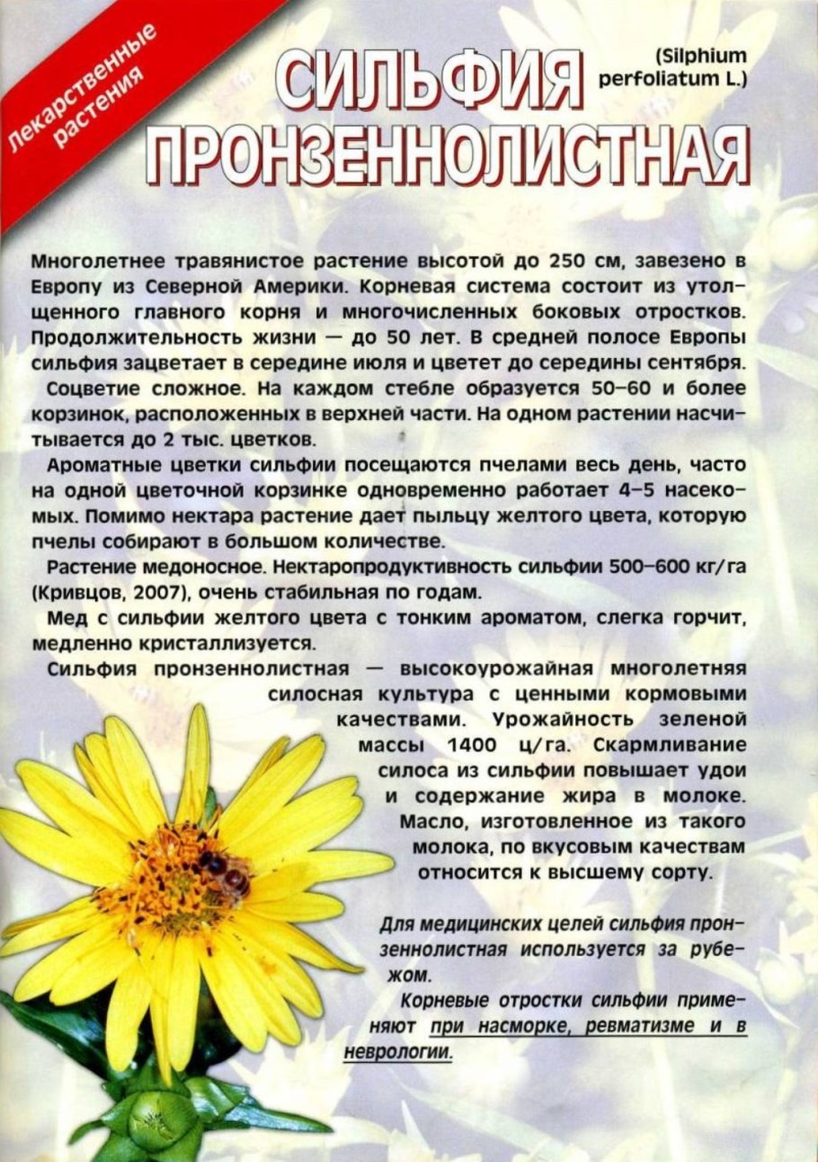 Сильфий исчезнувшее растение