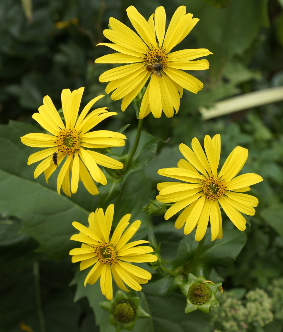 Сильфия медонос