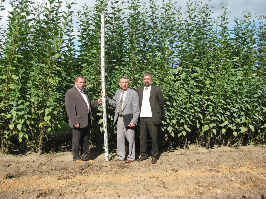 Топинамбур цветы