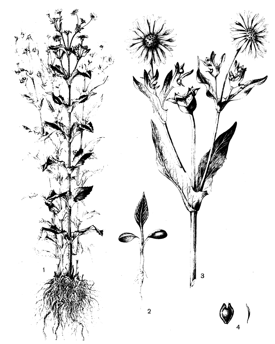 Технология возделывания топинамбура