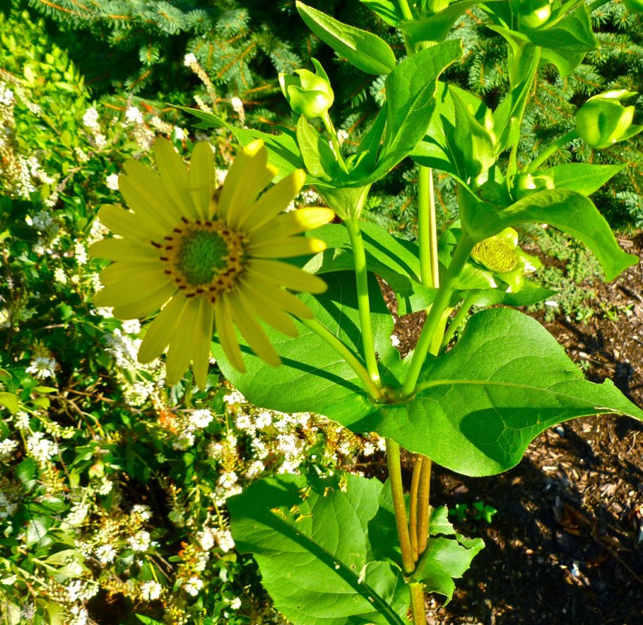 Сильфия пронзеннолистная семена