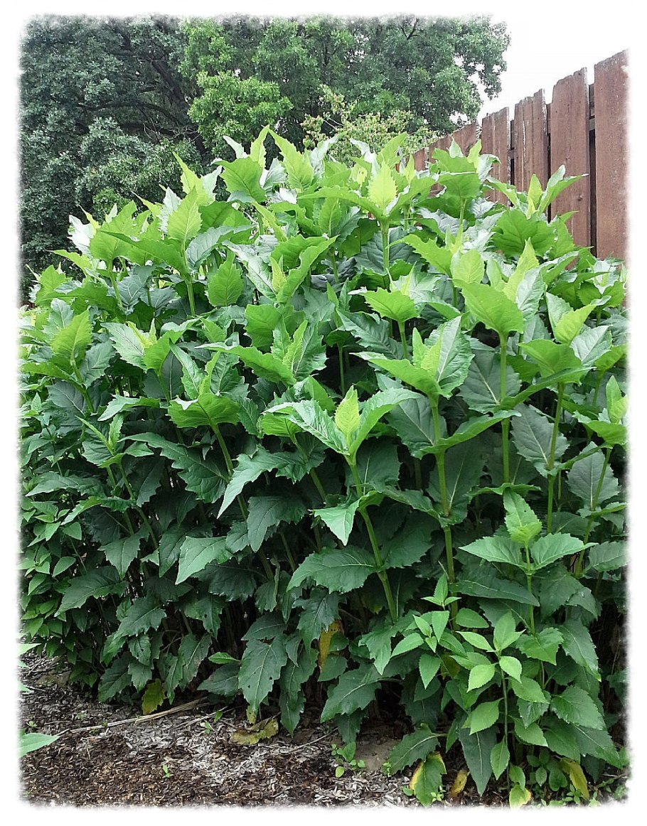 Сильфия медонос