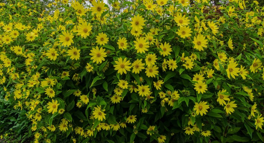 Топинамбур и гелиопсис