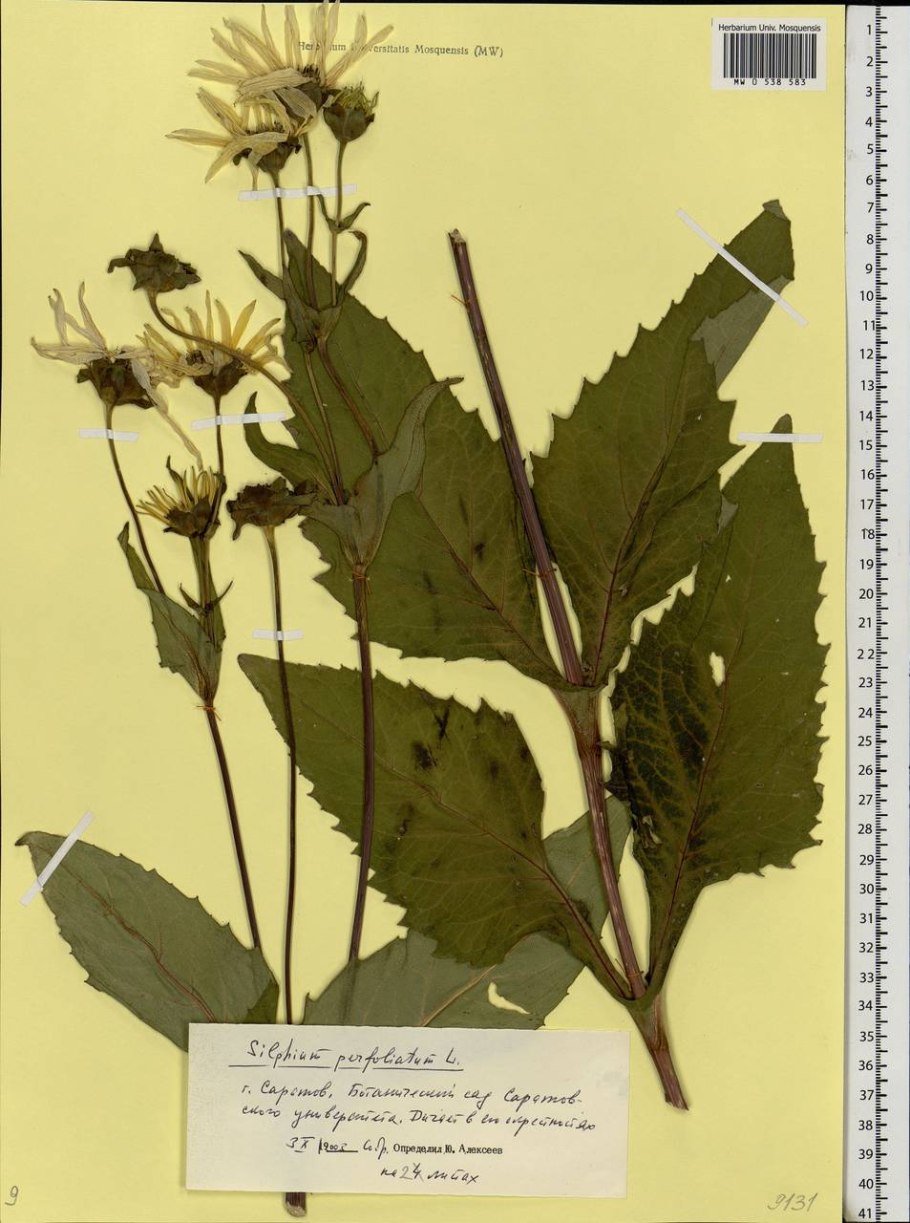 Сильфия пронзеннолистная как кормовая культура