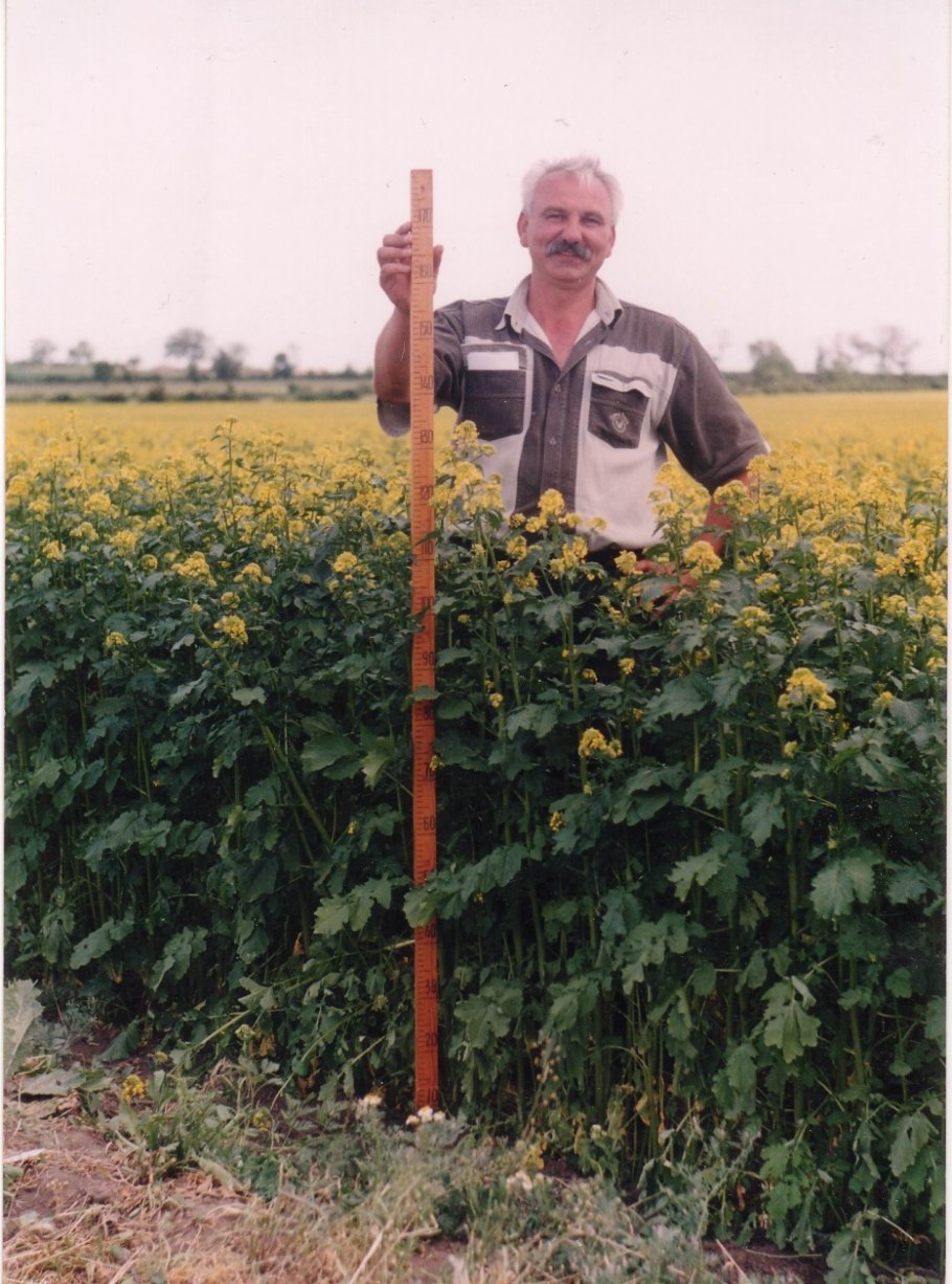 Сильфиум продырявленный