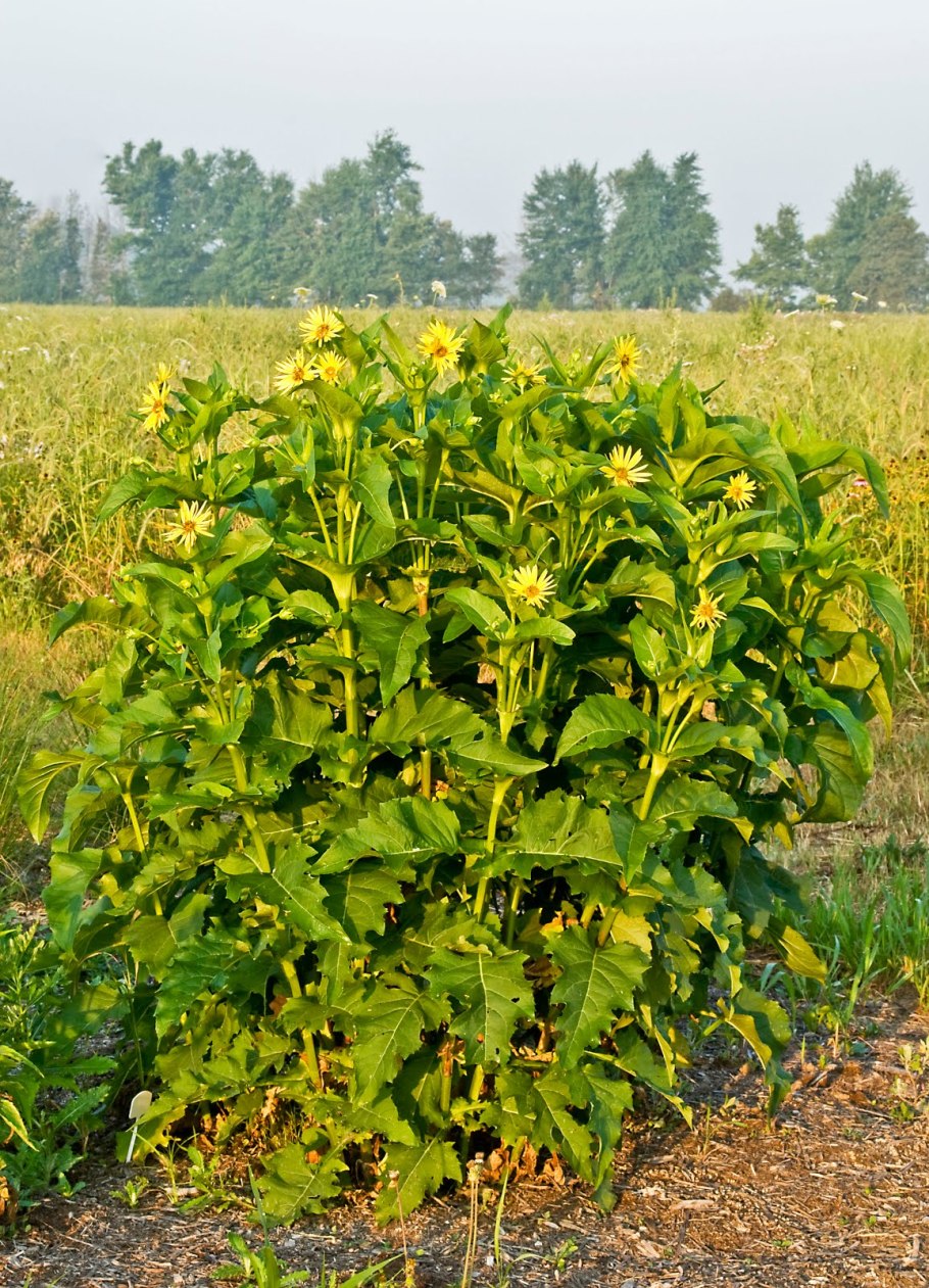 Сильфій пронизанолистий