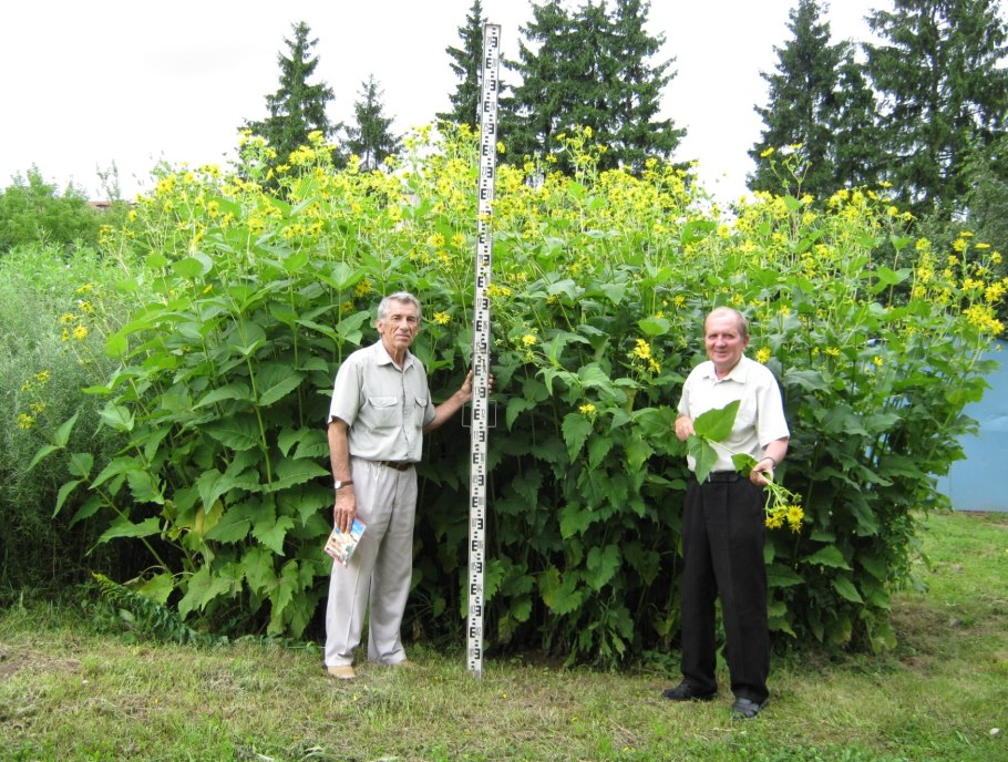 Сильфиум пронзеннолистный