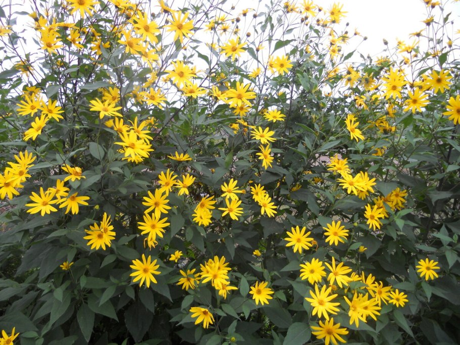 Сильфиум дольчатый