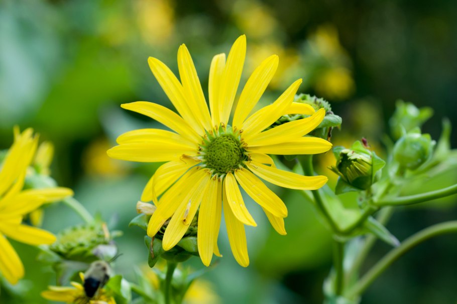 Silphium perfoliatum