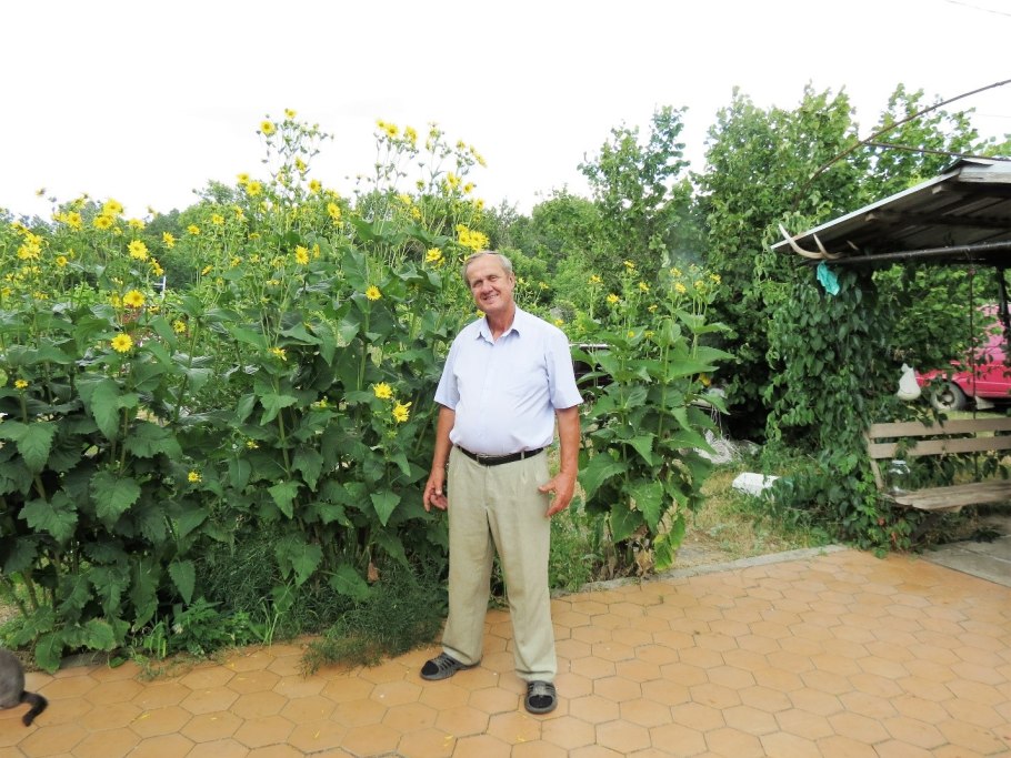 Сильфия пронзеннолистная медонос