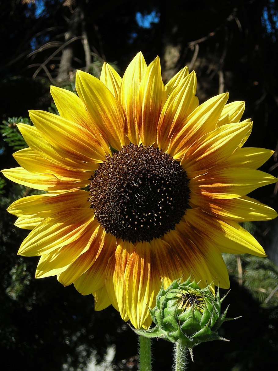 Сильфия пронзеннолистная рисунок