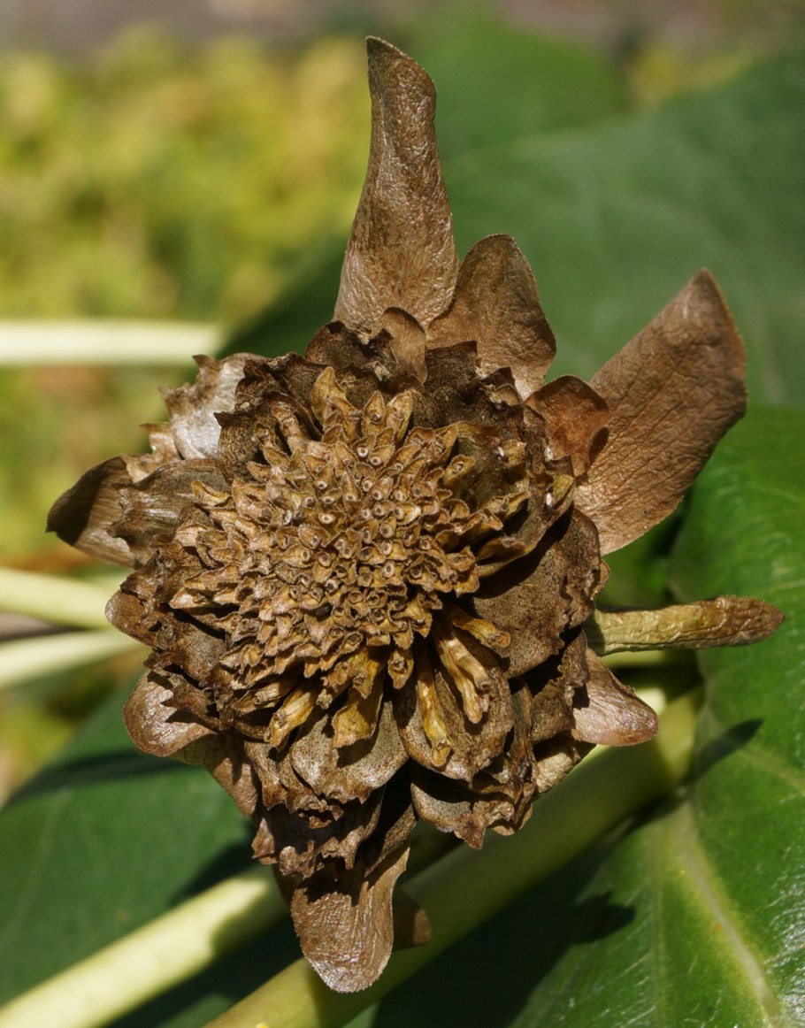 Смирния пронзеннолистная