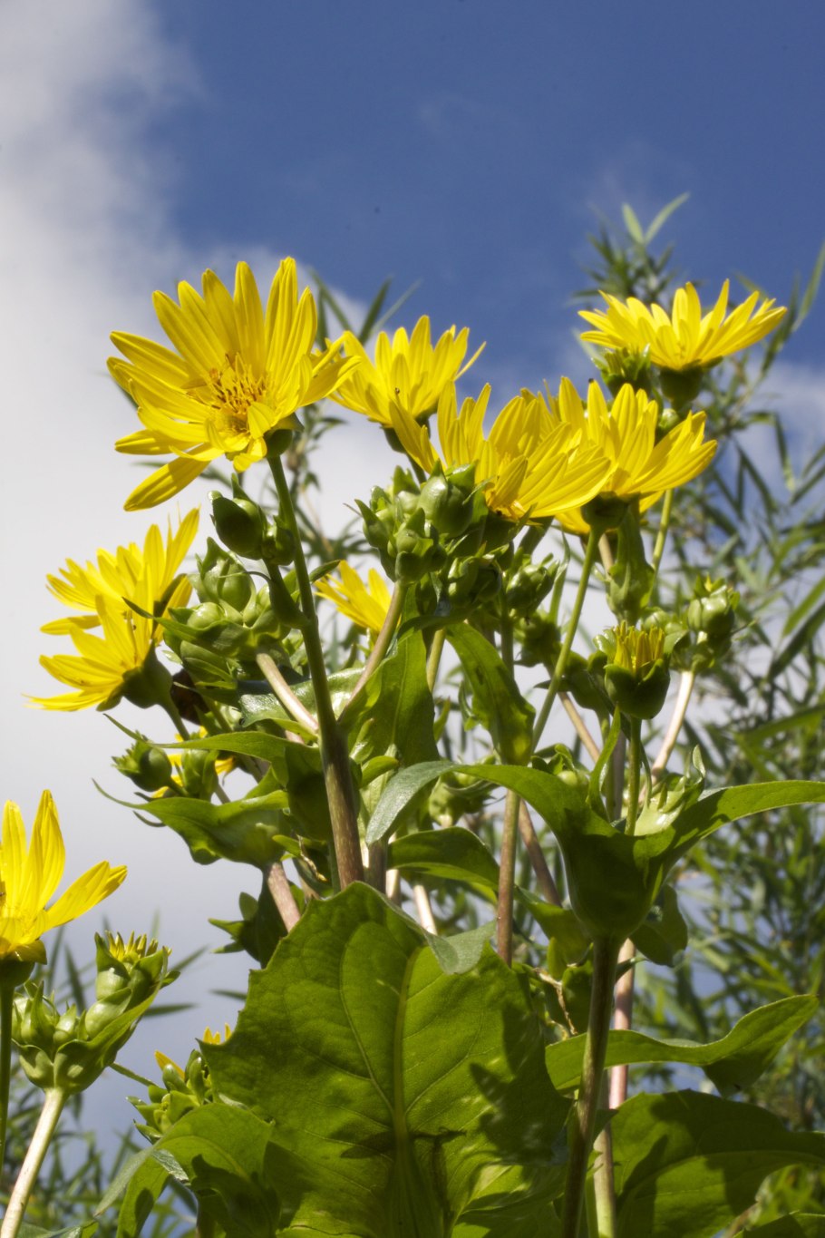 Сильфия пронзеннолистная медонос