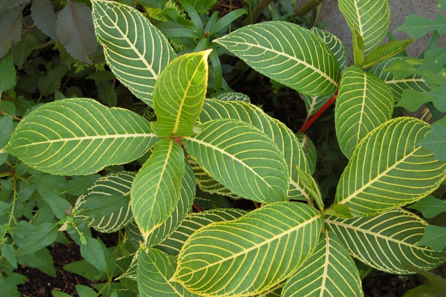 Санхеция Спесиоза