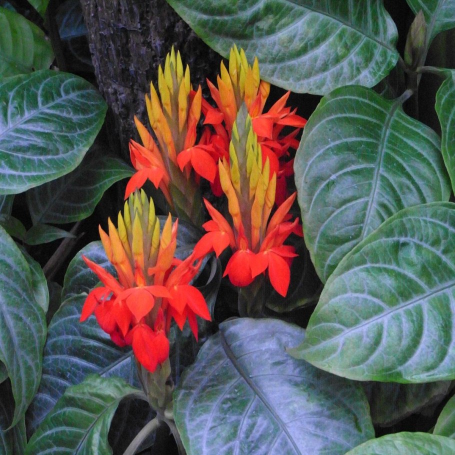 Aphelandra aurantiaca