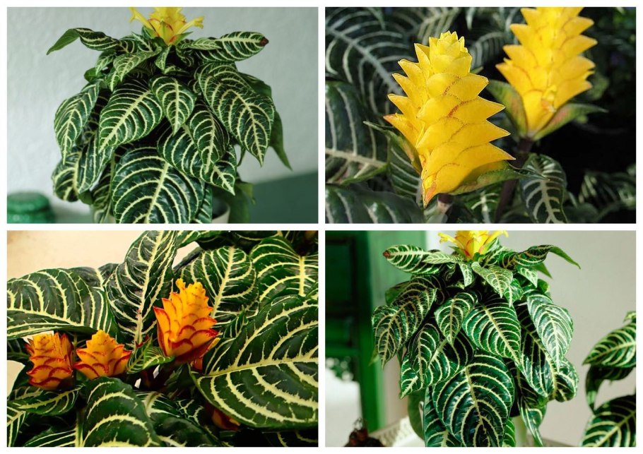 Acanthaceae Aphelandra