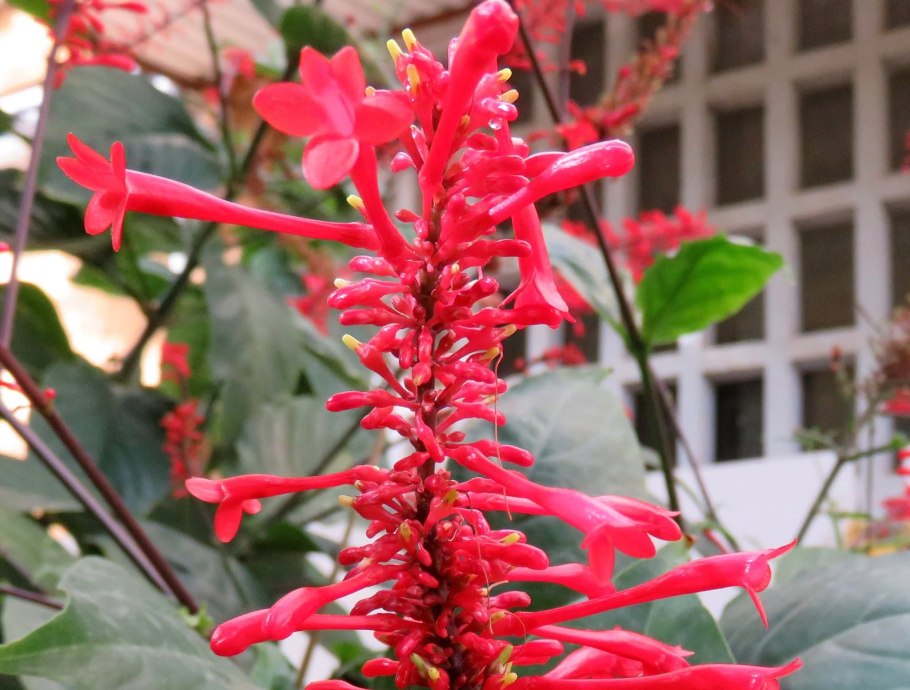 Семейство акантовых (Acanthaceae).