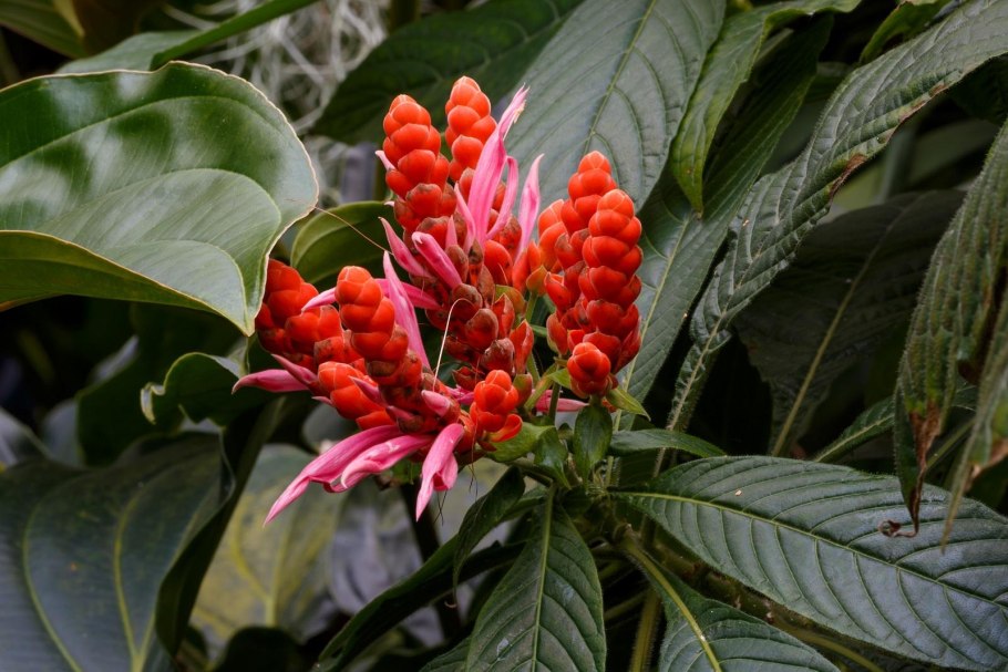 Псевдоэрантемум Каррутерса