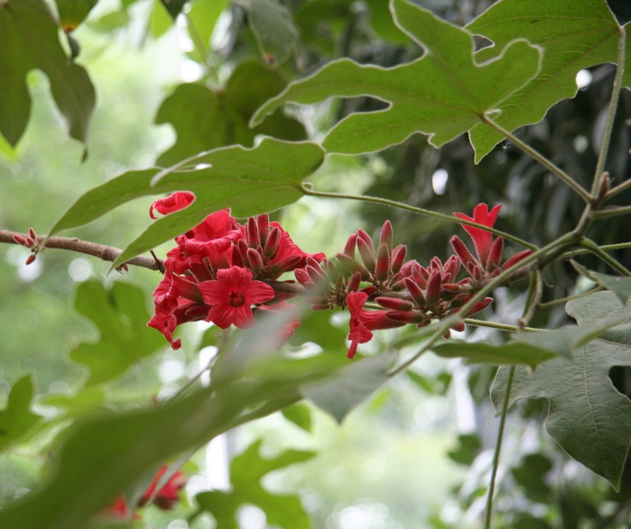 Банксия (Banksia)