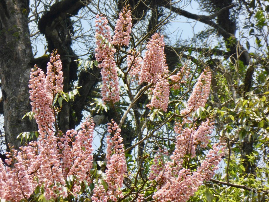 Aphelandra aurantiaca