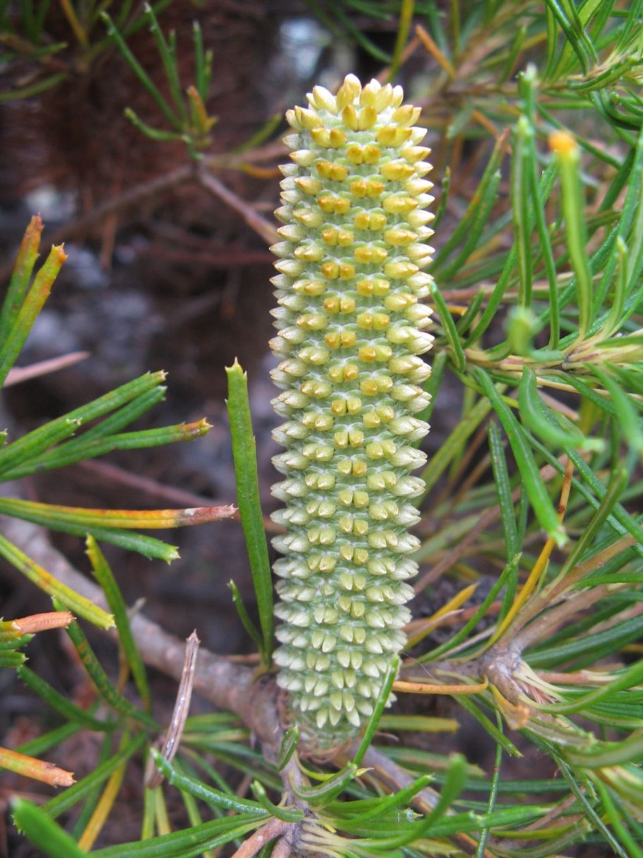 Banksia spinulosa