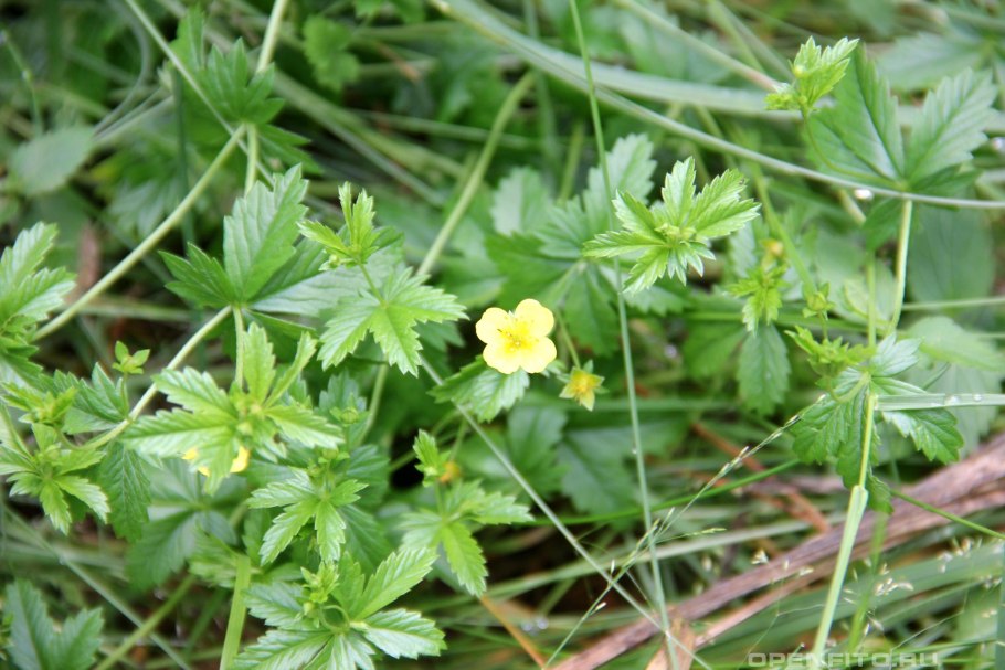 Лапчатка прямостоячая калган