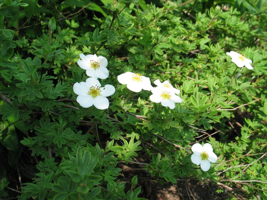 Лапчатка (dasiphora fruticosa